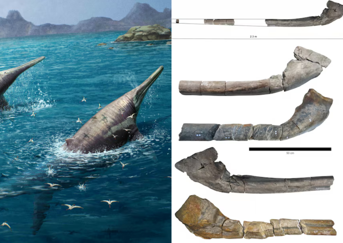 Gigantic marine reptile's fossils found by British girl and father